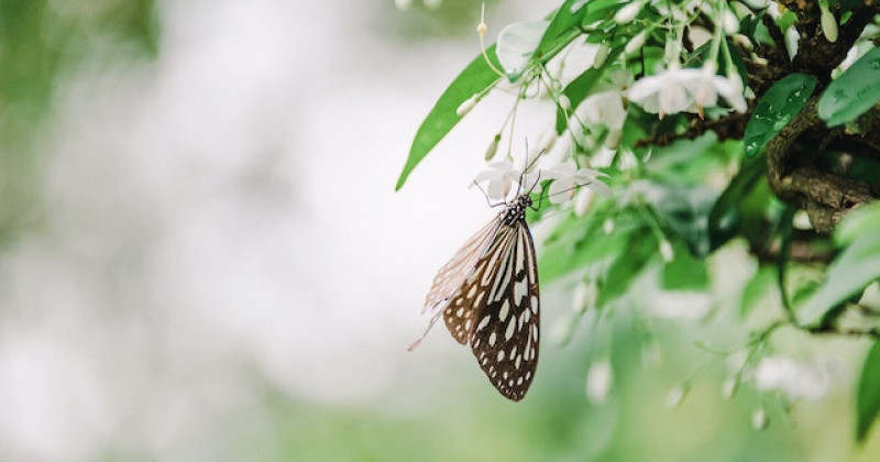 Farfalla posata su un ramo