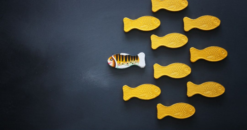 Pesce controcorrente