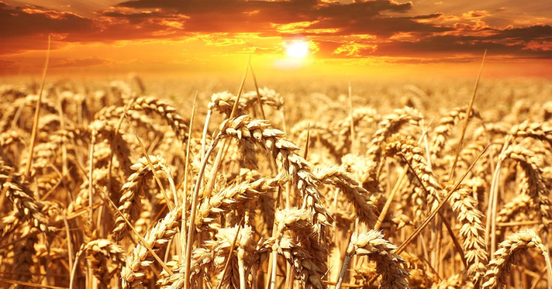 Spighe e campo di grano al tramonto